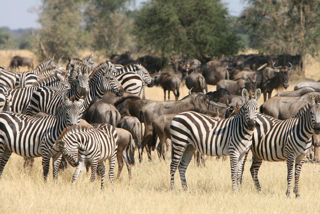 Great Migration Safari